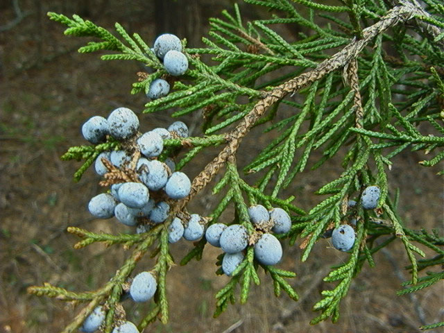 Cedar_Juniper_Berries