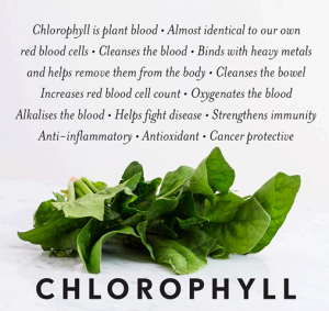chlorophyll