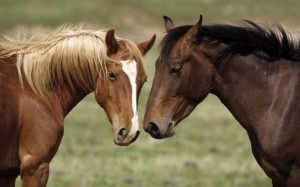 wild_horses-1280x800